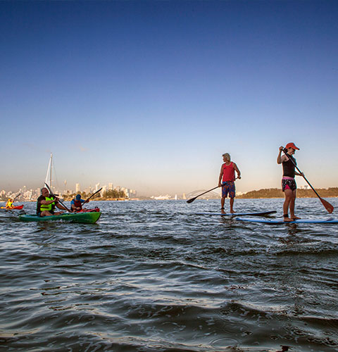 rose bay catamaran hire